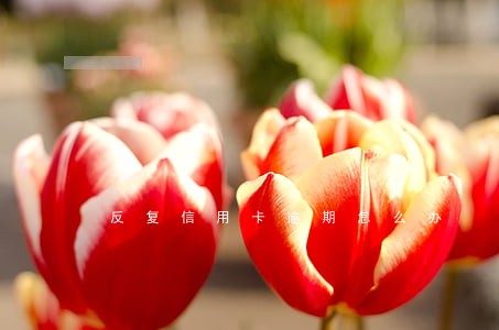 反复信用卡逾期怎么办 反复信用卡逾期怎么办