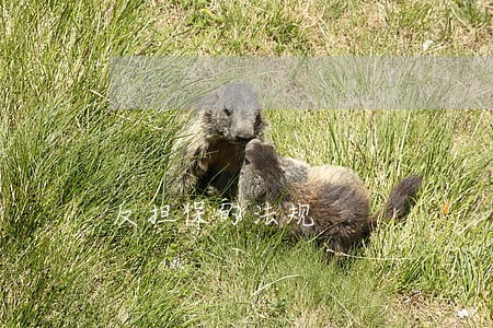 反担保的法规