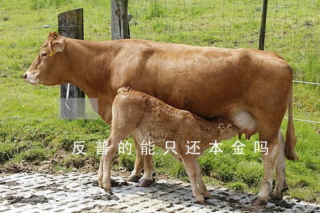 反普的能只还本金吗 反普的能只还本金吗