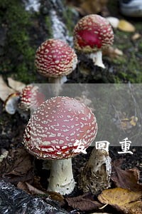 发回重审案件增加诉讼请求 发回重审案件增加诉讼请求