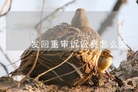 发回重审诉讼费怎么交