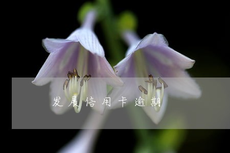 发展信用卡逾期 发展信用卡逾期