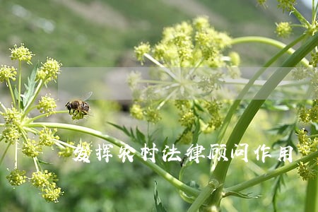 发挥农村法律顾问作用