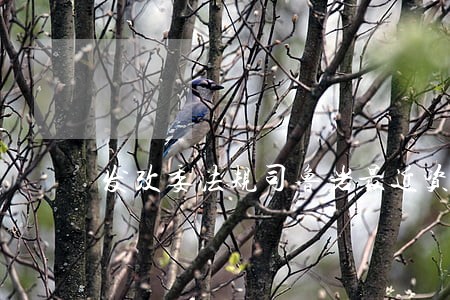发改委法规司鲁岩最近资料