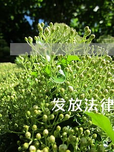 发放法律顾问牌匾 发放法律顾问牌匾