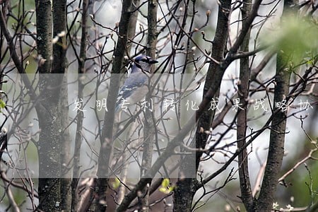 发明专利转化成果战略协议写作