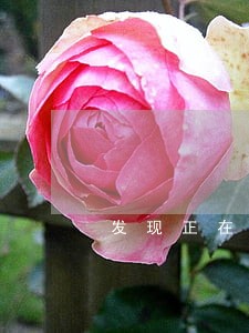 发现正在发生的违法违规行为 发现正在发生的违法违规行为
