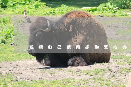发现自己信用逾期怎么办