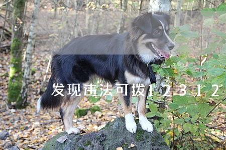 发现违法可拨12312举报