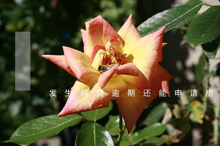 发生网贷逾期还能申请房贷吗 发生网贷逾期还能申请房贷吗