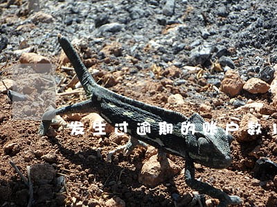 发生过逾期的账户数12 发生过逾期的账户数12