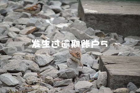 发生过逾期账户5