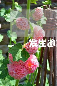 发生逾期的账户数1 发生逾期的账户数1