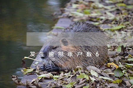 发生逾期账户数6 发生逾期账户数6