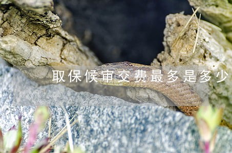 取保候审交费最多是多少 取保候审交费最多是多少