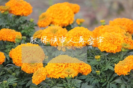 取保候审人再坐牢 取保候审人再坐牢