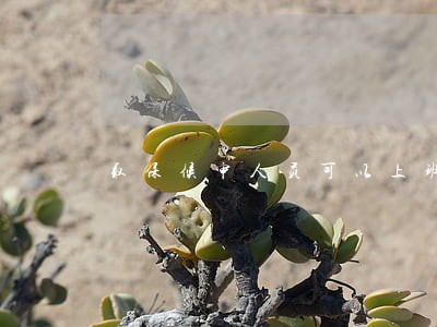 取保候审人员可以上班工作 取保候审人员可以上班工作