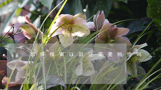 取保候审以后还需要赔偿吗 取保候审以后还需要赔偿吗