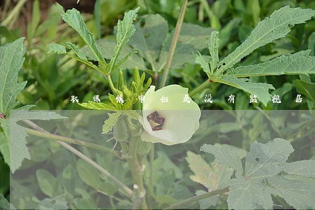 取保候审但是没有监视居住 取保候审但是没有监视居住