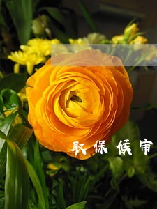 取保候审保证金没有当天缴纳