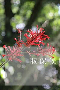 取保候审可以朋友签字吗 取保候审可以朋友签字吗
