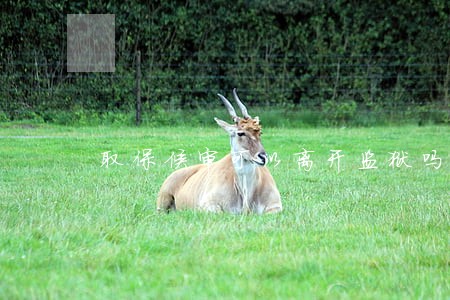 取保候审可以离开监狱吗 取保候审可以离开监狱吗