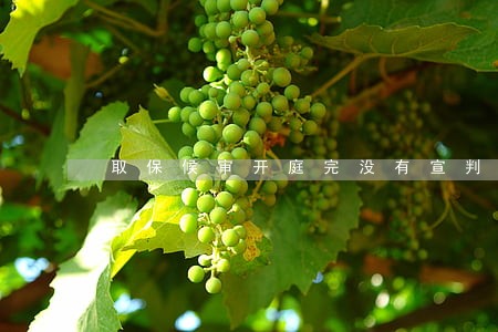 取保候审开庭完没有宣判 取保候审开庭完没有宣判