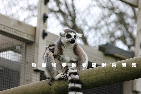 取保候审期间能到香港澳门吗