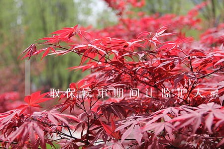 取保候审期间让监护人录口供
