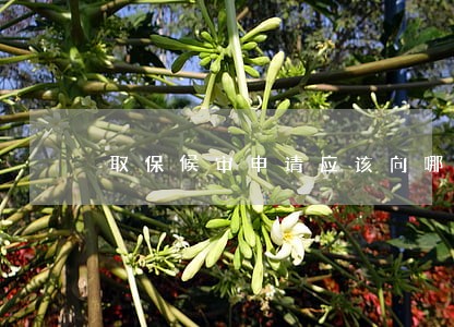 取保候审申请应该向哪提交 取保候审申请应该向哪提交