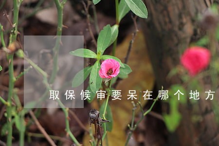 取保候审要呆在哪个地方 取保候审要呆在哪个地方