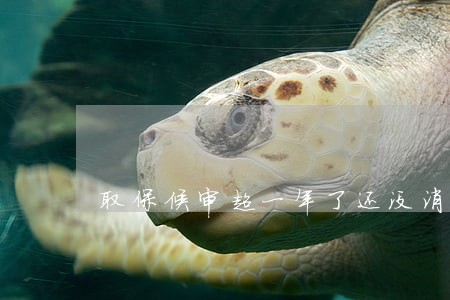 取保候审超一年了还没消息 取保候审超一年了还没消息