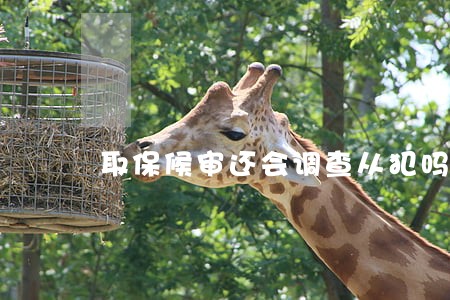 取保候审还会调查从犯吗 取保候审还会调查从犯吗