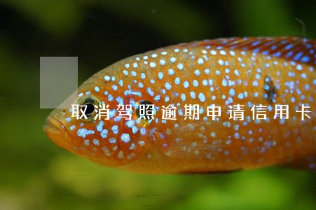 取消驾照逾期申请信用卡 取消驾照逾期申请信用卡
