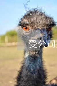 受公司委托参与违法交易
