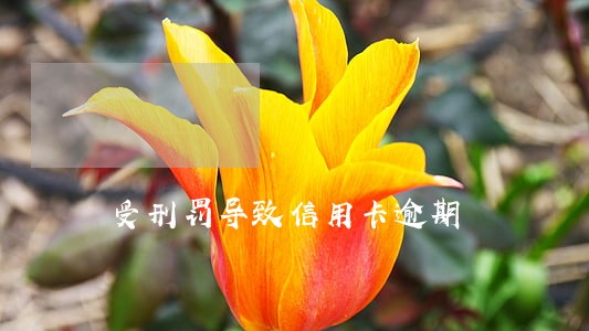 受刑罚导致信用卡逾期 受刑罚导致信用卡逾期