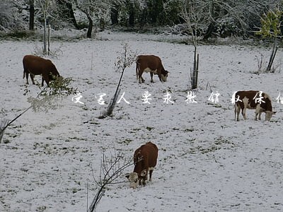受害人要求撤销取保候审申诉 受害人要求撤销取保候审申诉