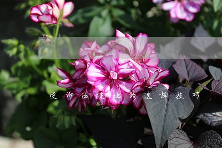 受诉法院地的选择技巧 受诉法院地的选择技巧