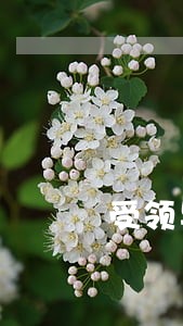 受领导被迫虚假诉讼 受领导被迫虚假诉讼