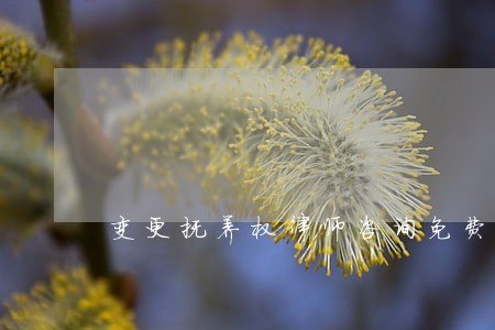 变更抚养权律师咨询免费