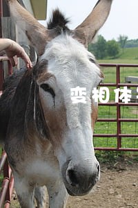 变相体罚违反的法律包括哪些 变相体罚违反的法律包括哪些