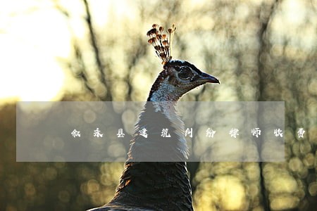 叙永县建筑纠纷律师收费 叙永县建筑纠纷律师收费