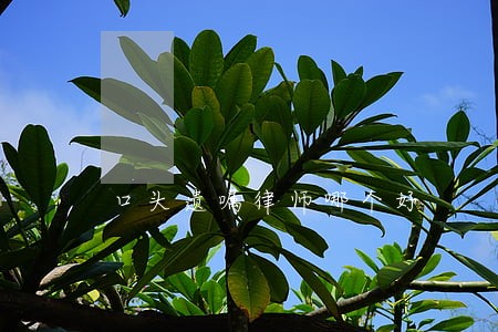 口头遗嘱律师哪个好 口头遗嘱律师哪个好