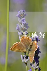 口碑好的交通肇事案律师哪里找 口碑好的交通肇事案律师哪里找