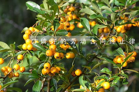口碑好的劳动合同终止律师多少钱 口碑好的劳动合同终止律师多少钱