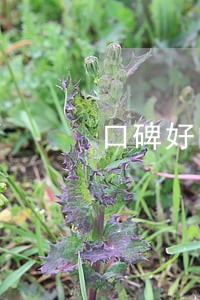 口碑好的破产清算律师网站 口碑好的破产清算律师网站