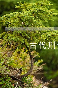 古代刑法开梨花