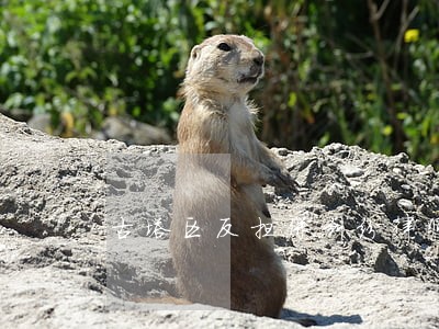 古塔区反担保纠纷律师