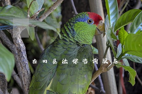 古田县法律咨询服务 古田县法律咨询服务