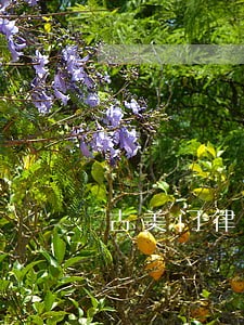 古美门律师房地产赔偿 古美门律师房地产赔偿